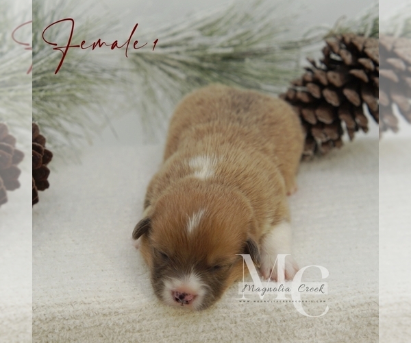 Medium Photo #18 Pembroke Welsh Corgi Puppy For Sale in FLORALA, AL, USA