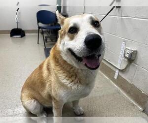 German Shepherd Dog-Unknown Mix Dogs for adoption in Grand Prairie, TX, USA