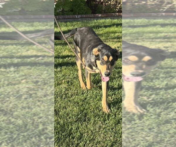 Medium Photo #8 Shepweiller Puppy For Sale in Dana Point, CA, USA