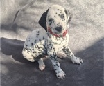 Puppy Red Dalmatian