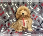 Image preview for Ad Listing. Nickname: Duke