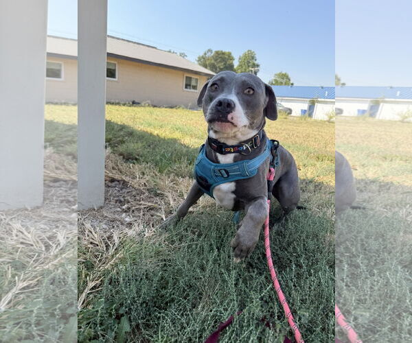 Medium Photo #5 American Pit Bull Terrier-Unknown Mix Puppy For Sale in Corning, AR, USA
