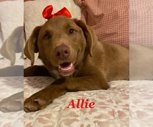 Labrador Retriever-Unknown Mix Dogs for adoption in Palatine/Kildeer/Buffalo grove, IL, USA