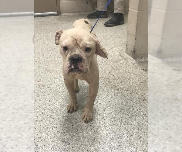 Medium Photo #1 American Bulldog-Unknown Mix Puppy For Sale in Conroe, TX, USA