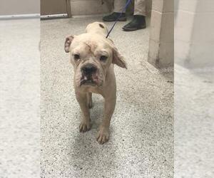 American Bulldog-Unknown Mix Dogs for adoption in Conroe, TX, USA