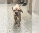 Small American Bulldog Mix