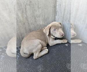 American Staffordshire Terrier-Unknown Mix Dogs for adoption in San Antonio, TX, USA