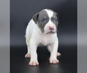 American Bully Puppy for sale in CHAMPAIGN, IL, USA