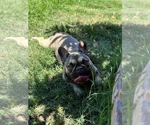 French Bulldog Puppy for Sale in OJAI, California USA