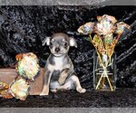 Small Photo #64 Chihuahua Puppy For Sale in CHARLESTON, AR, USA