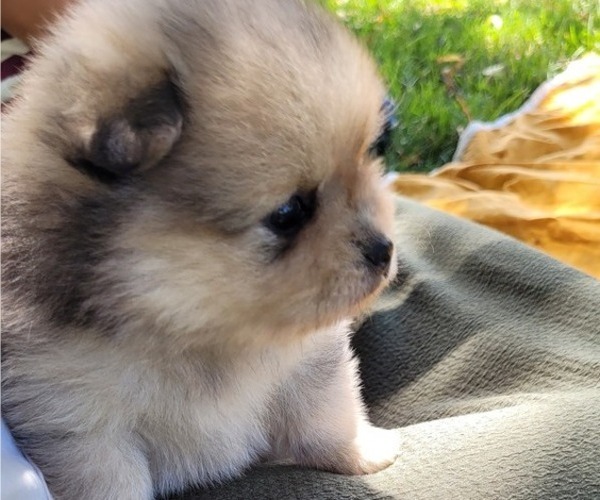 Medium Photo #4 Pomeranian Puppy For Sale in ORRVILLE, OH, USA