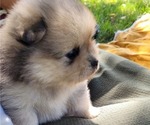 Small #3 Pomeranian