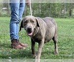 Small Photo #1 Labrador Retriever Puppy For Sale in NEOLA, WV, USA
