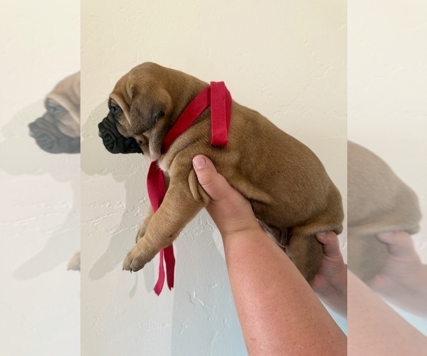 Medium Photo #8 Boerboel Puppy For Sale in COMMERCE, TX, USA