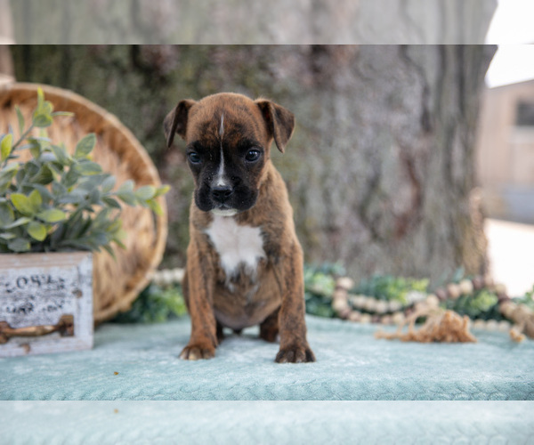 Medium Photo #6 Boxer Puppy For Sale in KIRKWOOD, PA, USA