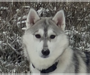 Siberian Husky Puppy for sale in MOUNT VERNON, IL, USA