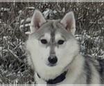 Small Siberian Husky