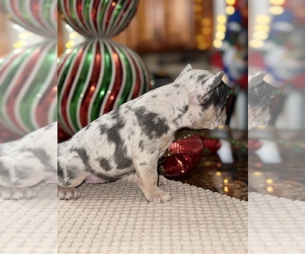 Medium Photo #7 French Bulldog Puppy For Sale in HILTON, NY, USA