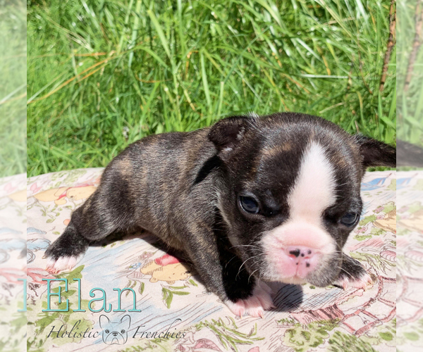 Medium Photo #13 French Bulldog Puppy For Sale in EUGENE, OR, USA