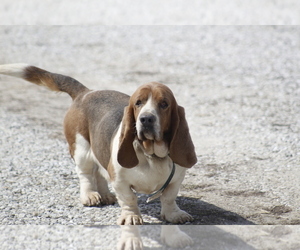 Father of the Basset Hound puppies born on 05/15/2025