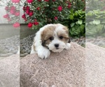 Small #4 ShihPoo