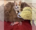 Small #2 Pembroke Welsh Corgi