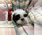 Small Photo #12 Shih Tzu Puppy For Sale in SILEX, MO, USA