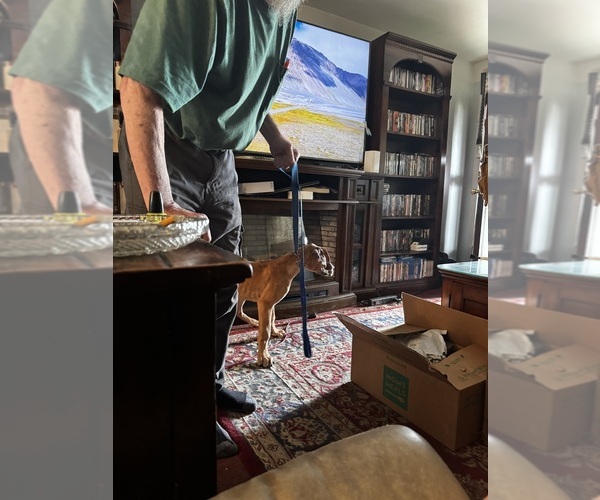 Medium Photo #17 Great Dane Puppy For Sale in ALIQUIPPA, PA, USA