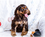 Small #5 Cocker Spaniel
