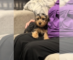 Yorkshire Terrier Puppy for sale in HAMMOND, IN, USA