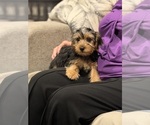 Small Yorkshire Terrier
