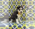 Small Photo #3 Siberian Husky Puppy For Sale in LANCASTER, PA, USA