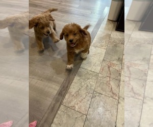 Goldendoodle (Miniature) Puppy for sale in BEVERLY HILLS, CA, USA