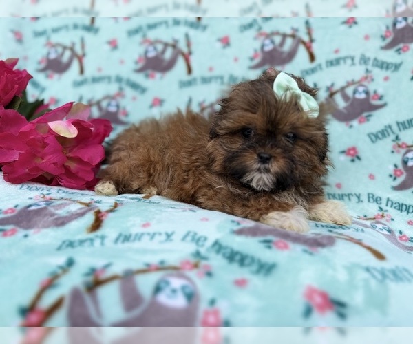 Medium Photo #6 Shih-Poo Puppy For Sale in LAKELAND, FL, USA