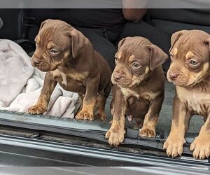 American Bully Puppy for sale in WAKEFIELD, RI, USA