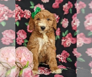 Double Doodle Puppy for sale in NOTTINGHAM, PA, USA