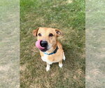 Small #1 Labrador Retriever Mix