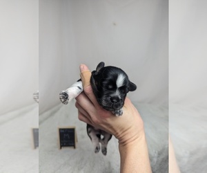 Cava-Tzu Puppy for sale in SEYMOUR, MO, USA