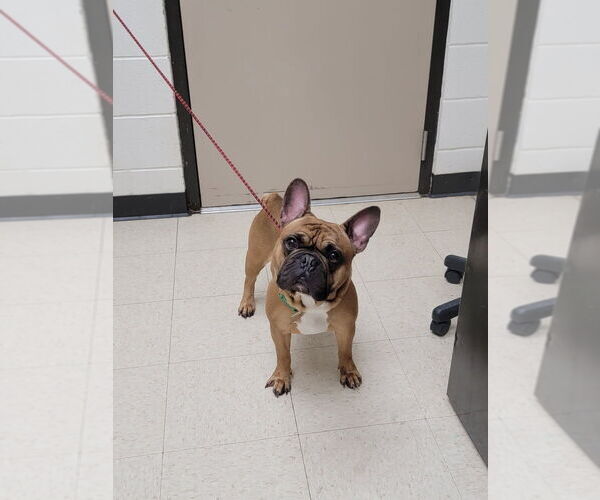 Medium Photo #1 French Bulldog-Unknown Mix Puppy For Sale in Mooresville, NC, USA