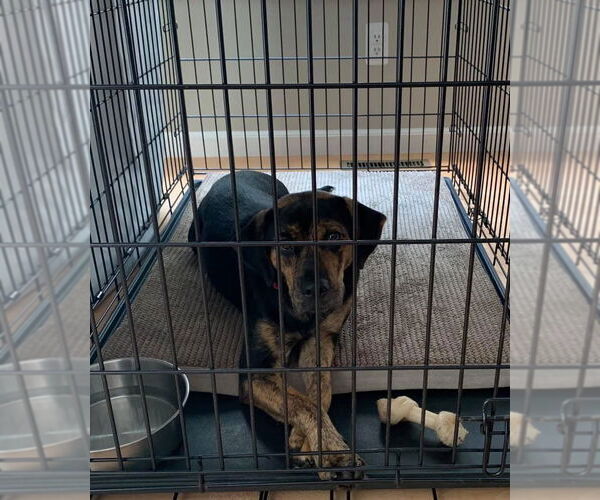 Medium Photo #12 Mutt Puppy For Sale in Woodbury, NY, USA