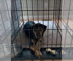 MADDIE - Female Mutt Dog for Adoption - Photo #12