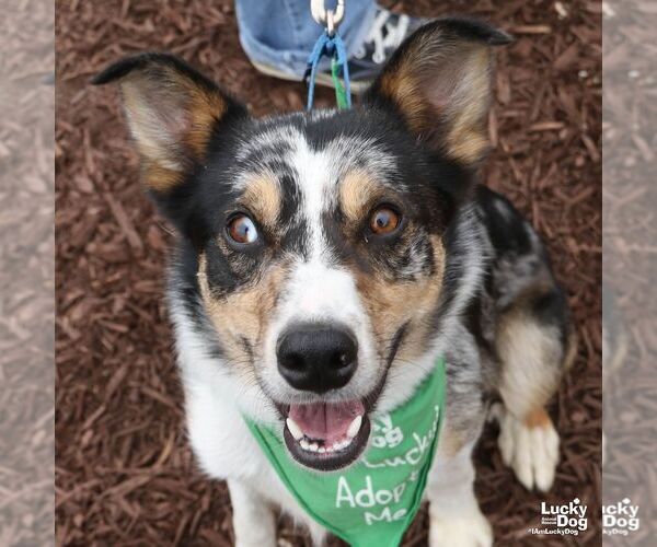 Medium Photo #5 Australian Shepherd-Unknown Mix Puppy For Sale in Washington, DC, USA