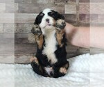 Image preview for Ad Listing. Nickname: 1 Male of Cher