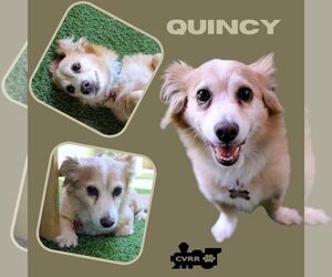 Mutt Dogs for adoption in Lindsay, CA, USA