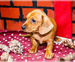 Small #7 Dachshund