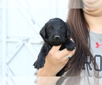Small Photo #23 Labradoodle Puppy For Sale in ROCKY MOUNT, NC, USA