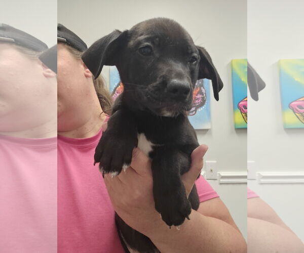 Medium Photo #6 Huskies -Labrador Retriever Mix Puppy For Sale in McDonough, GA, USA