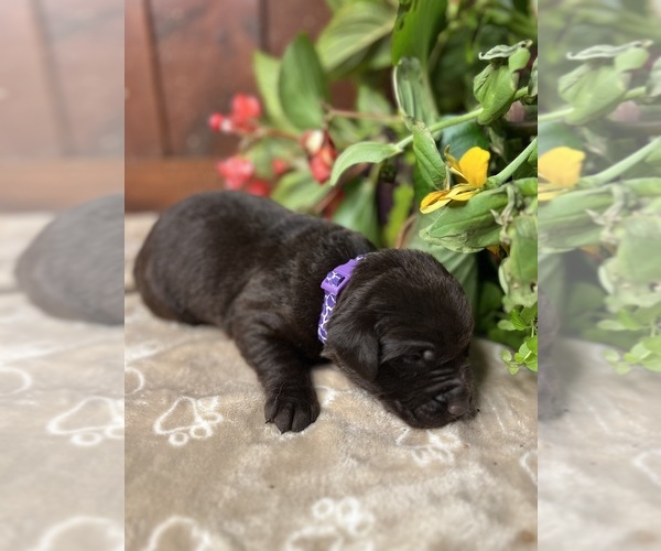 Medium Photo #11 Labrador Retriever Puppy For Sale in NEOLA, WV, USA