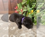 Small #10 Labrador Retriever