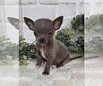 Small #22 Chihuahua